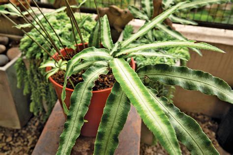 蕨類植物風水|蕨類植物風水：讓家中綠意盎然，聚財招運的秘訣 – 植物盆栽綠寶典